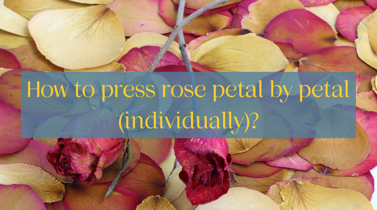 How to press rose petal by petal (individually)? - Berstuk Store